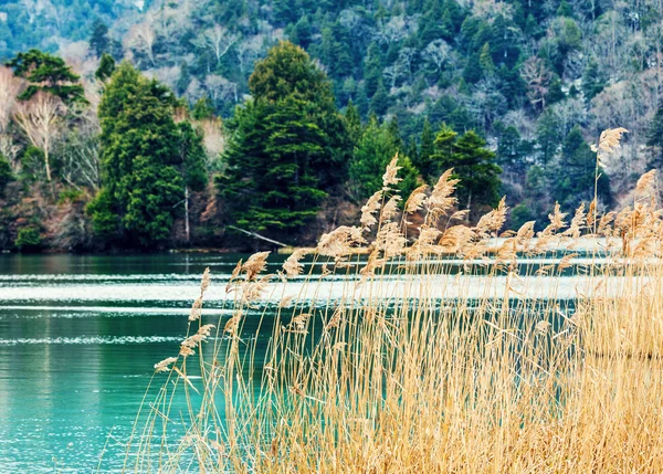 Floresta e lago — Fotografia de Stock