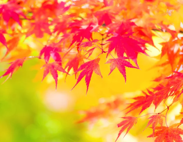 Yellow and red maple leave in autumn — Stock Photo, Image