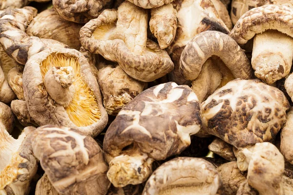 Gedroogde champignons close-up — Stockfoto