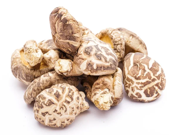 Shiitake aislado en blanco — Foto de Stock