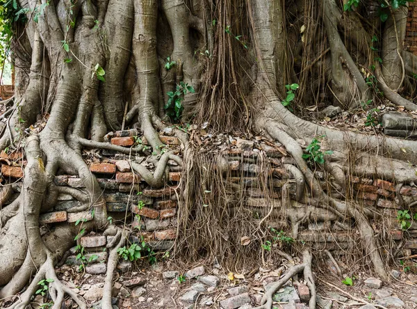 Trädstam omfattas gammal vägg — Stockfoto