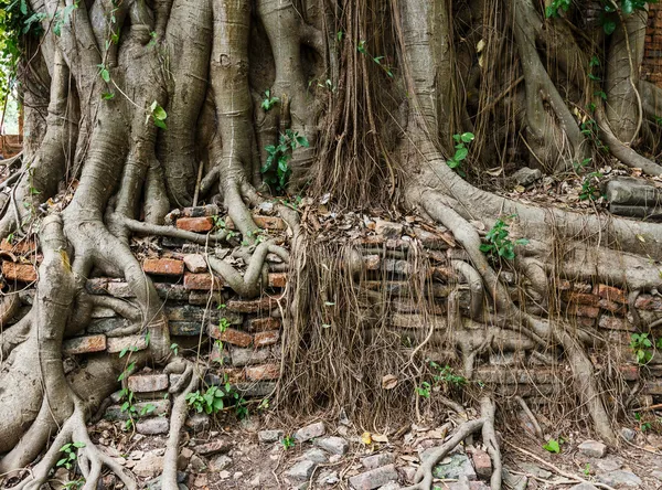 Tree trunk covered old wall — Stock Photo, Image