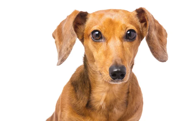 Dachshund Dog — Stock Photo, Image