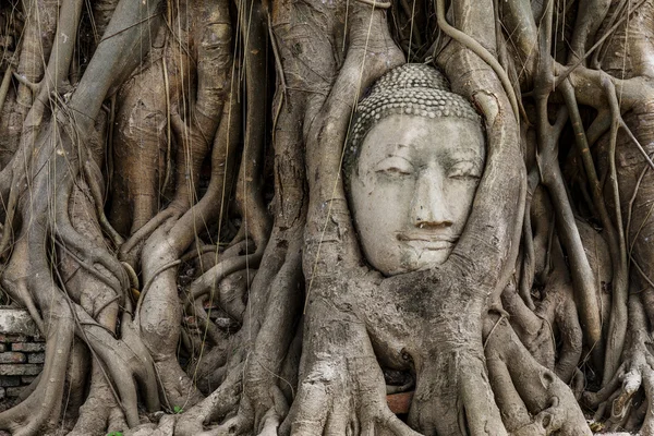 Głowa Buddy w banyan drzewa — Zdjęcie stockowe