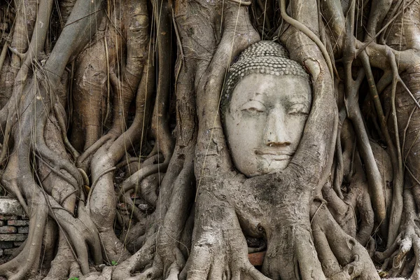 Cabeça de Buda em banyan tree — Fotografia de Stock