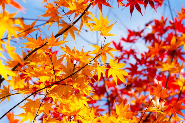 Maple leave in autumn — Stock Photo, Image