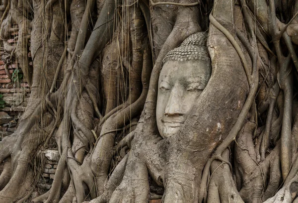 Buddha-fej, banyan fa — Stock Fotó