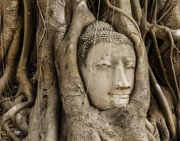 Cabeça de Buda na árvore velha — Fotografia de Stock