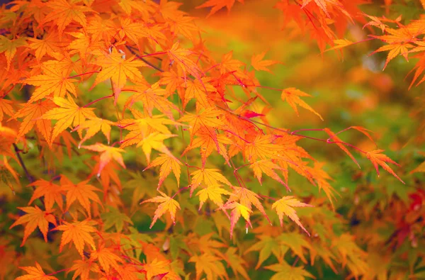 Yellow and red maple leave in autumn — Stock Photo, Image