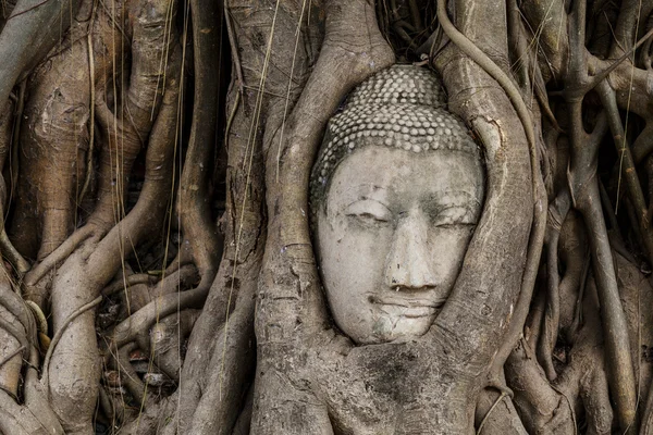 Testa di Buddha in albero di banyan — Foto Stock