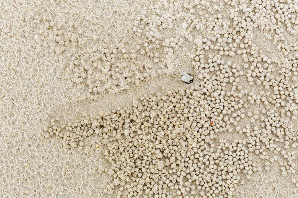 Kleine witte krab verplaatsen zand ballen — Stockfoto