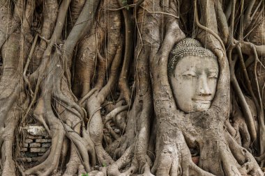 Buda'nın kafasından ayutthaya banyan ağacı