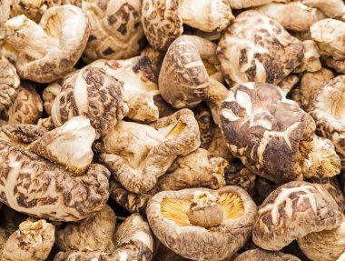 kurutulmuş shiitake