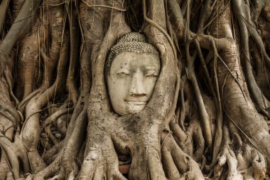 Buda'nın kafasından ayutthaya banyan ağacı