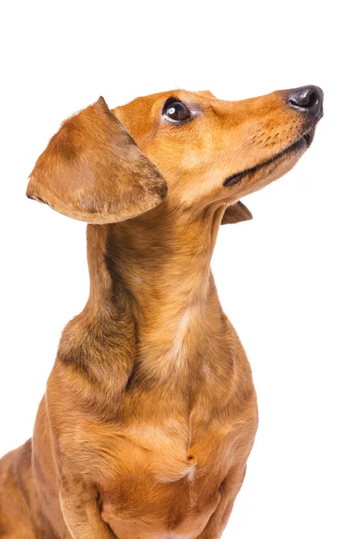 白に隔離されたダックスフンド犬 — ストック写真