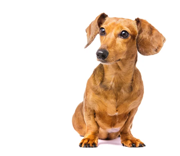 Dachshund Dog — Stock Photo, Image