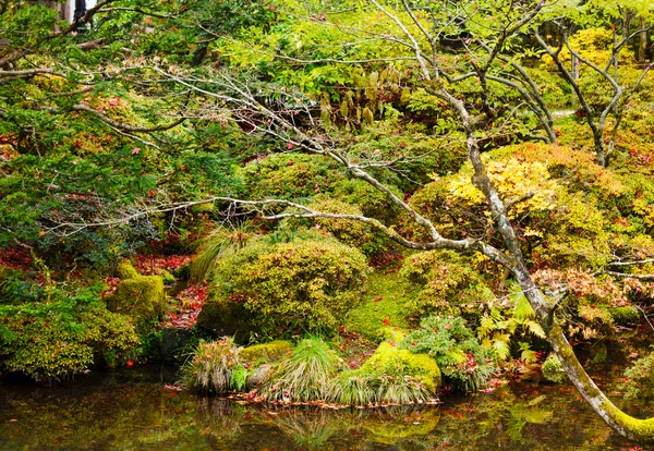 森林和湖泊在秋天期间 — 图库照片