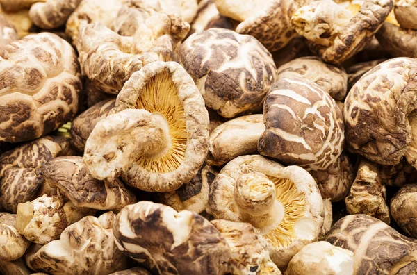 Getrockneter Shiitake — Stockfoto