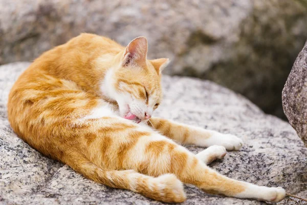 Gato de rua deitado na rocha — Fotografia de Stock