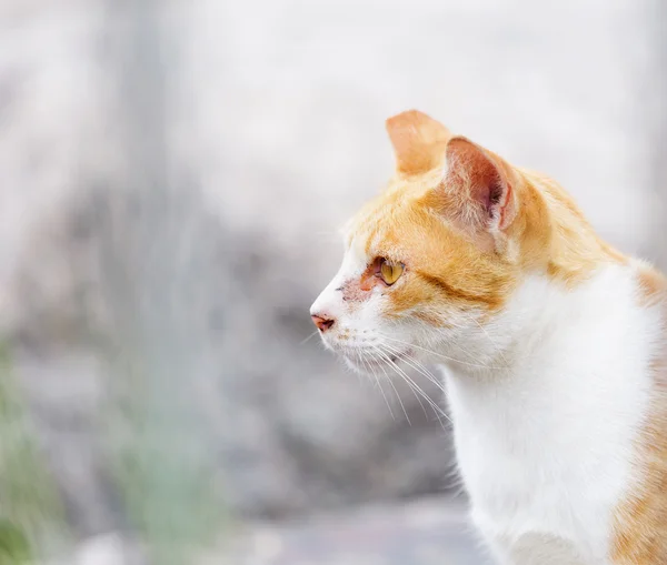 Sevimli kedi — Stok fotoğraf