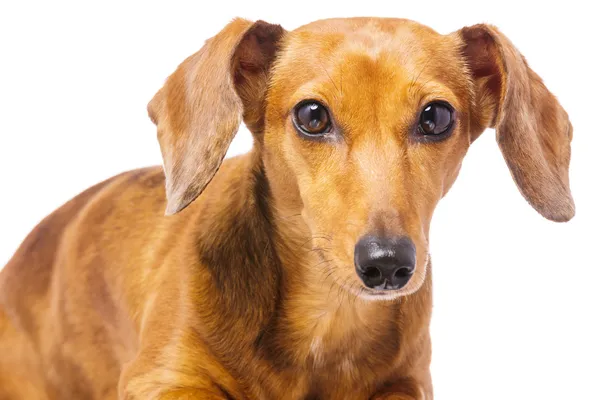 Dachshund Köpek — Stok fotoğraf