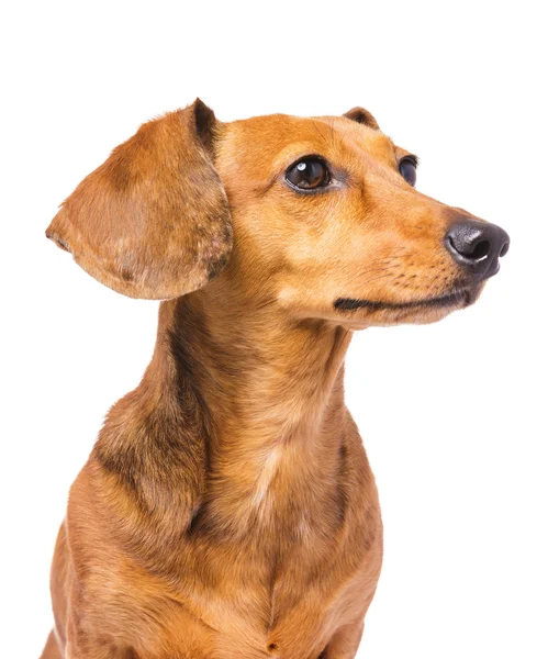 Dachshund Dog looking at a side — Stock Photo, Image