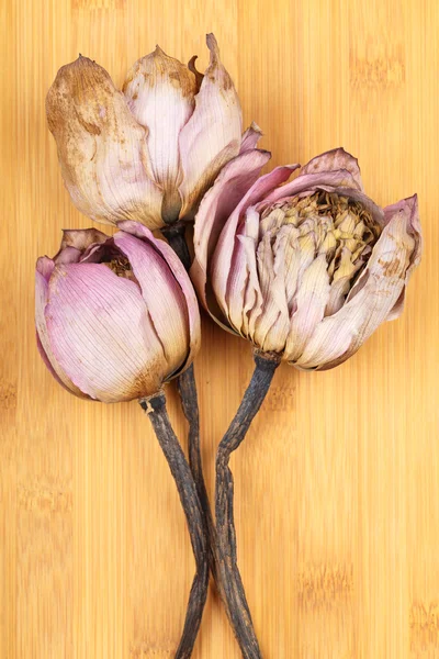 乾燥したロータスの花束 — ストック写真