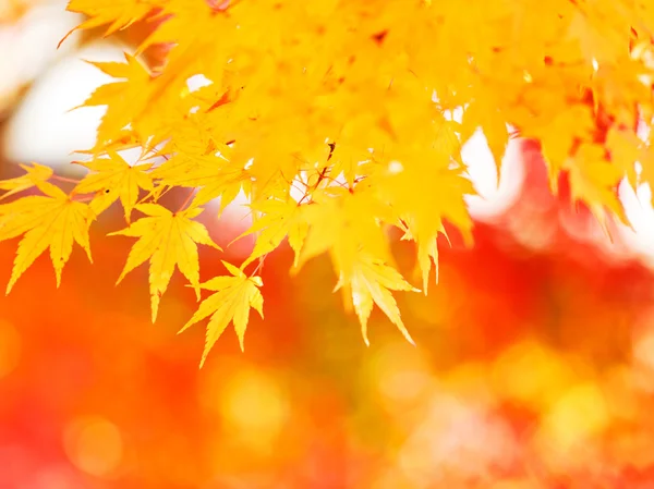 Yellow maple leaves — Stock Photo, Image