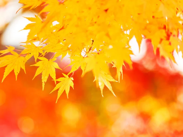 Hojas de arce amarillo — Foto de Stock