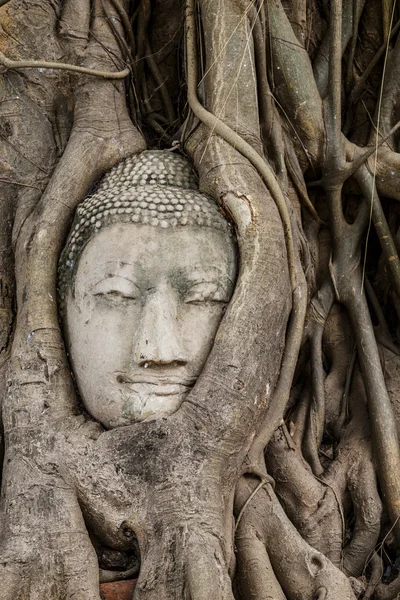 Tête de Bouddha dans vieil arbre — Photo