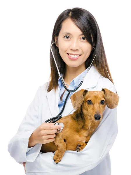 Tierarzt und Dackelhund — Stockfoto