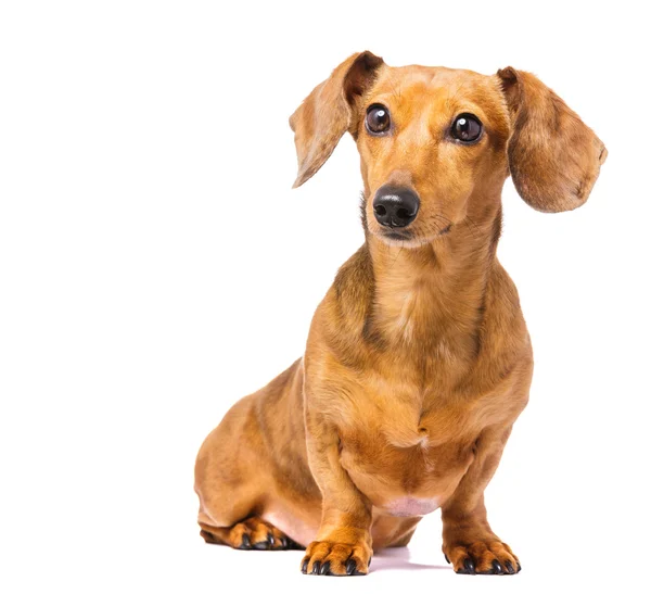 Dachshund Köpek — Stok fotoğraf