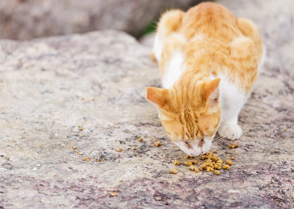 Rua gato comer comida — Fotografia de Stock