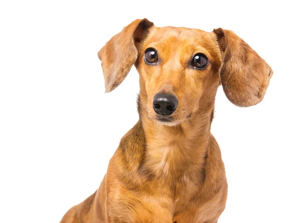 Dachshund Köpek — Stok fotoğraf