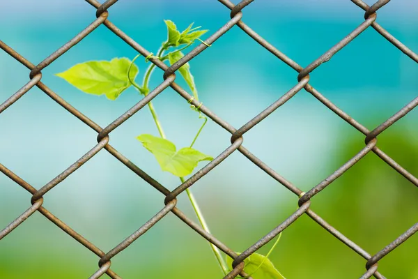 Chain link fence with fresh plant — Stock Photo, Image