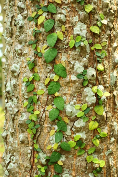 Ivy ağaç kabuğu üzerinde — Stok fotoğraf