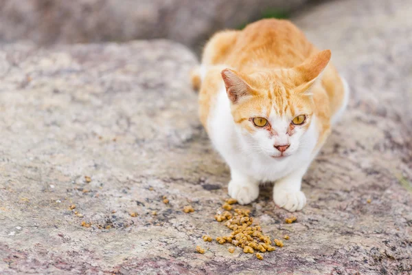 Street cat eating food — Stock Photo, Image