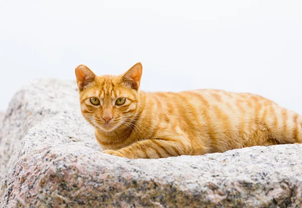 Straßenkatze auf Felsen — Stockfoto