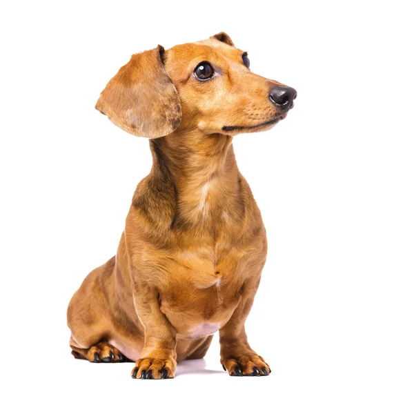 Sol seyir dachshund köpek — Stok fotoğraf