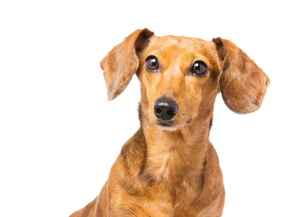 Cão dachshund isolado em branco — Fotografia de Stock