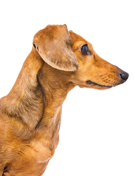Pies jamnik krajowego — Zdjęcie stockowe