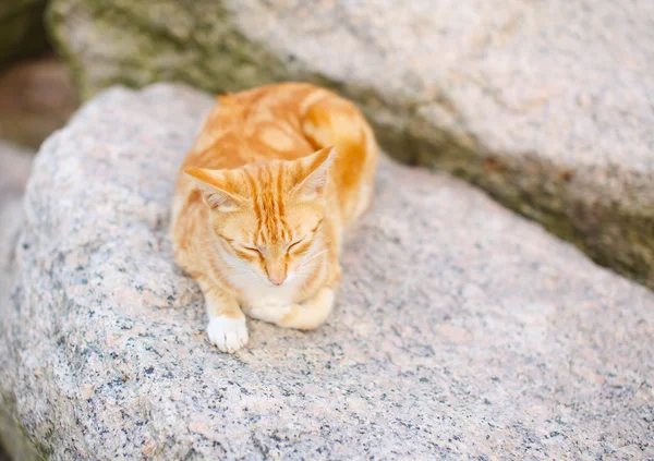 Gato dormido en la roca — Foto de Stock