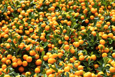 Mandarin Çince yeni yıl için