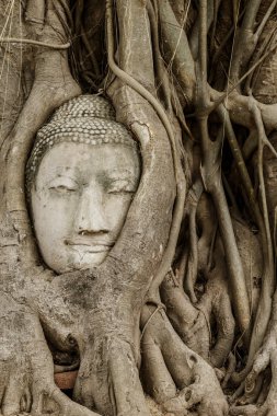 Buda'nın kafasından ayutthaya banyan ağacı