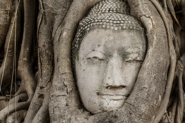 Statua della testa di Buddha nel vecchio albero — Foto Stock