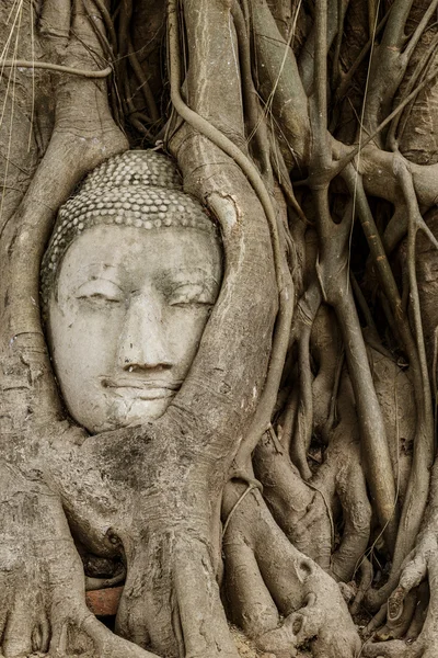 Buda'nın kafasından ayutthaya banyan ağacı — Stok fotoğraf