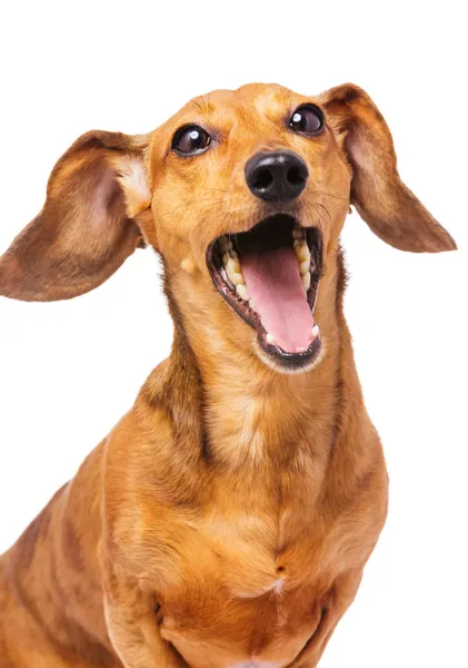 Dachshund perro gritando — Foto de Stock