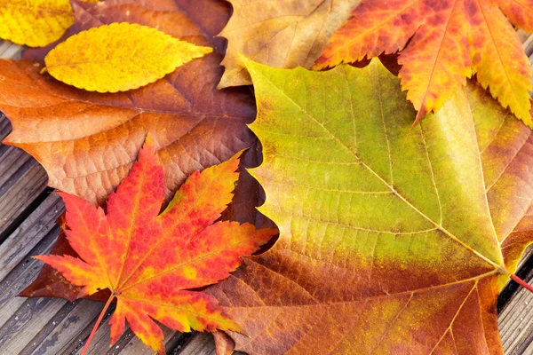 Hoja de arce de otoño con fondo de madera — Foto de Stock