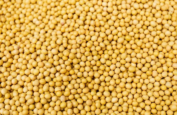 Yellow Mustard Seed — Stock Photo, Image