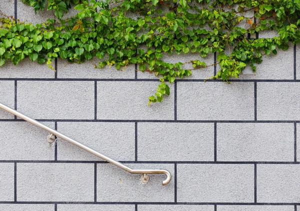 Planta verde hera na parede de tijolo — Fotografia de Stock